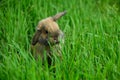 The Miniature Lop with its raised ear is sitting in the grass