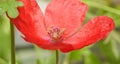 Miniature macro closeup red poppy poppies flowers flower plants plant petals delicate garden gardens summer spring stamen potted Royalty Free Stock Photo