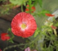 Miniature macro closeup red poppy poppies flowers flower plants plant petals delicate garden gardens summer spring stamen potted Royalty Free Stock Photo
