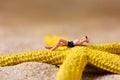 Miniature man in swimsuit on the beach