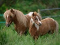 Miniature Mare and Foal Royalty Free Stock Photo