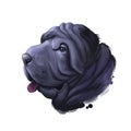 Miniature mini shar pei dog, profile portrait digital art illustration. Pet bred from recessive gene of shar-pei, Chinese Royalty Free Stock Photo