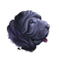 Miniature mini shar pei dog, profile portrait digital art illustration. Pet bred from recessive gene of shar-pei, Chinese