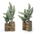 Miniature model winter pine tree Christmas decorative element, isolated on white, clipping path included Royalty Free Stock Photo