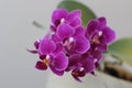 Miniature Moth Orchid Phalaenopsis flower close-up in spring Royalty Free Stock Photo