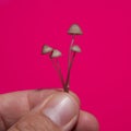 Miniature mushrooms Royalty Free Stock Photo