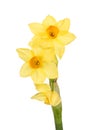 Miniature Narcissus flowers Royalty Free Stock Photo