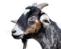 Miniature Nubian Goat II Royalty Free Stock Photo