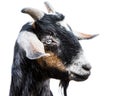 Miniature Nubian Goat III Royalty Free Stock Photo