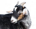 Miniature Nubian Goat Royalty Free Stock Photo