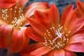 Miniature Orange Cactus Flower close Up Royalty Free Stock Photo