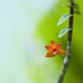 miniature orange orchid