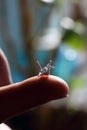 Miniature origami bird on the finger.