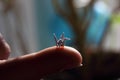 Miniature origami bird on the finger.