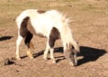 Miniature Paint Pony
