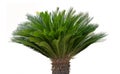 Miniature palm Royalty Free Stock Photo