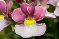 Miniature Pansy flower, Easter Bonnet, Nemesia
