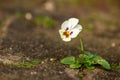 Miniature pansy in a fugue