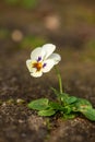 Miniature pansy in a fugue