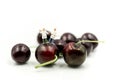 Miniature people : chef with cherrys,cherry month concept Royalty Free Stock Photo