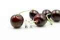 Miniature people : chef with cherrys,cherry month concept Royalty Free Stock Photo