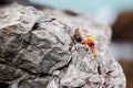 Miniature people: Climber looking up while climbing challenging Royalty Free Stock Photo
