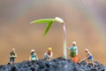 Miniature people , Gardeners take care growing sprout in field