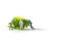 Miniature people, small model human figure clean fresh raw broccoli with copy space. Agriculture concept. Team work on vegetable