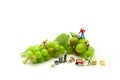 Miniature people : team farmer work with fruit concept agriculture Royalty Free Stock Photo