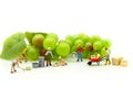 Miniature people : team farmer work with fruit concept agriculture