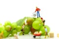 Miniature people : team farmer work with fruit concept agriculture Royalty Free Stock Photo