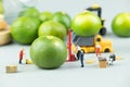 Miniature people workers moving fresh green lime fruit  for export agriculture Royalty Free Stock Photo