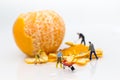 Miniature people : Workers are peeling orange peels. Image use for teamwork, business concept Royalty Free Stock Photo