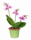 Mini orchid in green ceramic pot, isolated Royalty Free Stock Photo