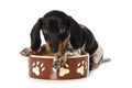 Miniature piebald dachshund with a food bowl Royalty Free Stock Photo
