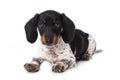 Miniature piebald dachshund isolated on white background Royalty Free Stock Photo