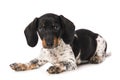 Miniature piebald dachshund isolated on white background Royalty Free Stock Photo