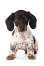 Miniature piebald dachshund isolated on white background Royalty Free Stock Photo