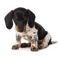 Miniature piebald dachshund isolated on white background Royalty Free Stock Photo