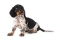 Miniature piebald dachshund isolated on white background Royalty Free Stock Photo