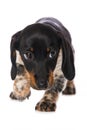 Miniature piebald dachshund isolated on white background Royalty Free Stock Photo