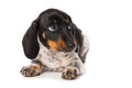 Miniature piebald dachshund isolated on white background Royalty Free Stock Photo
