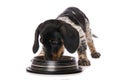 Miniature piebald dachshund with a water bowl Royalty Free Stock Photo