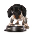 Miniature piebald dachshund with a water bowl Royalty Free Stock Photo