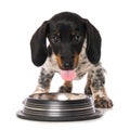 Miniature piebald dachshund with a water bowl Royalty Free Stock Photo