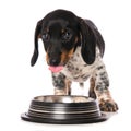 Miniature piebald dachshund with a water bowl Royalty Free Stock Photo