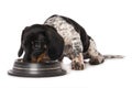 Miniature piebald dachshund with a water bowl Royalty Free Stock Photo
