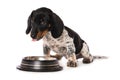Miniature piebald dachshund with a water bowl Royalty Free Stock Photo