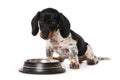 Miniature piebald dachshund with a water bowl Royalty Free Stock Photo