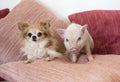 miniature pig and chihuahua in an house